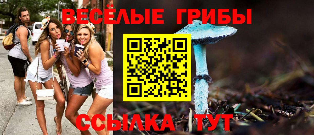 Псилоцибиновые грибы Cubensis Кувандык